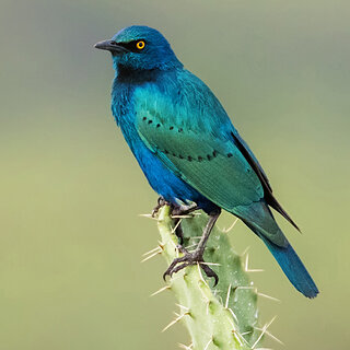 Lake Chitu - Greater blue-eared starling